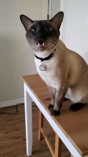 Siamese cat meowing crazy loud