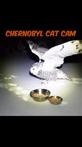 5.9K views · 31 reactions | “Chernobyl cat cam” but the “cat” that...
