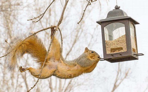 Natural ways to keep squirrels out of your yard