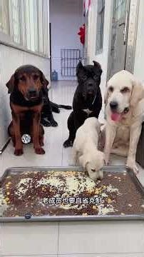 First-Time Pre-Meal Meeting: A Dog's Unspoken Thoughts