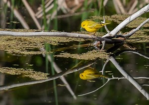 Curious Nature: What makes warblers so cool anyway?