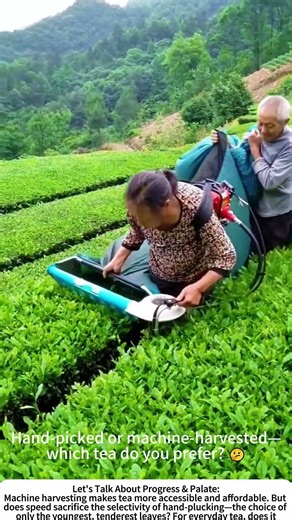 The Hum in the Grove: Machine-Assisted Tea Harvesting 🍃🔋