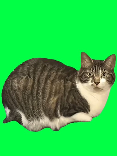 A funny green screen meme template of a cat angrily complaining that it wants tuna — proper tuna — but keeps being given biscuits instead. Perfect for relatable pet humor, food disappointment jokes, “this is not what I asked for” moments, and sarcastic reaction edits. Drop it into CapCut, layer it over your clip or comment reply, and let the cat’s dramatic frustration drive engagement and rewatches. Tap CapCut • Try this Template to turn unmet expectations into an FYP-ready meme. #capcut #capcut