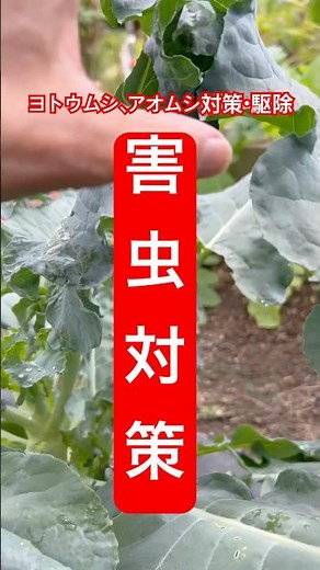 [Countermeasures and extermination of cutworms and green caterpillars] #Home garden #Pest control