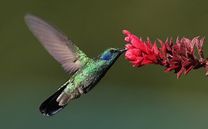 Gardening: Hummingbird Gardens