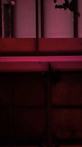 🦇💨 Fluff missiles, launched! Each evening, over 700 rescued fruit bats burst into their outdoor flight enclosure—because nothing says “freedom” like bat recess at sunset. These bats were saved from the exotic pet trade, research labs, and even traditional zoos—places that couldn’t give them what they truly needed. Now they’re flapping free, feasting on fruit, and doing their thing under the stars. ✨ Want a front-row seat to the nightly mayhem? 📹 Our live cams stream 24/7—link in the comments!