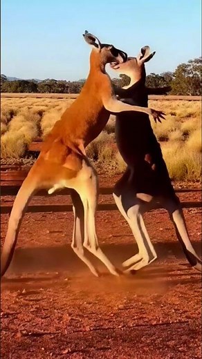 Wild Kangaroos Boxing in Australian Outback | Amazing Wildlife Behavior