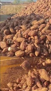 Loader Potato Loading: Efficient Farm Operation Techniques