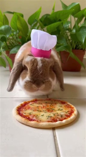 This Rabbit is a Chef Watch the cutest cooking skills in action #rabbit #aigenerated #cooking