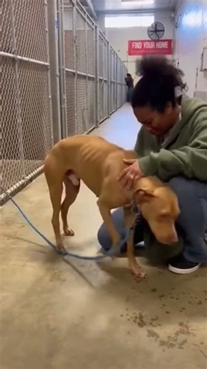 Shelter dog bonds with visitor in quiet kennel moment.#animalshelter #dogrescue #adoption #doglovers