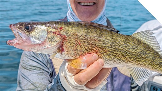 Walleye, sheepshead and perch - what a fun day!