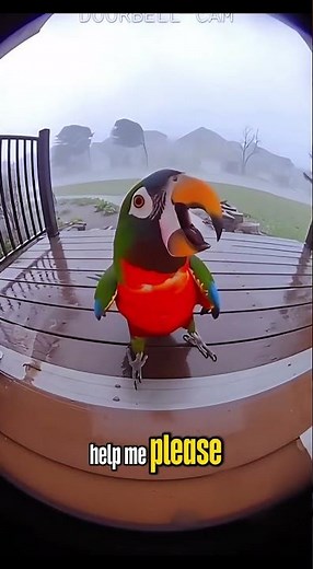 The Parrot vs The Hurricane 🌪️😂 | Funniest Doorbell Camera Video Ever!