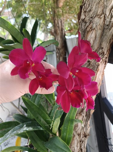 มินิเรด บานครบแล้ว หอมมากช่วงเช้า กลิ่นหอมสดชื่น #กล้วยไม้ #กล้วยไม้แคทรียา #ดอกไม้ #สวน #ธรรมชาติ