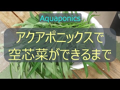 【野菜栽培｜空芯菜・2023①】種まきから収穫まで｜アクアポニックスで育てる空芯菜
