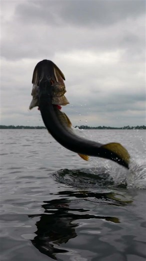 The Most Insane Pike Jump Ever? 😱 3D Line Thru Glide Roach🎣 #savagegear #pike #fishing