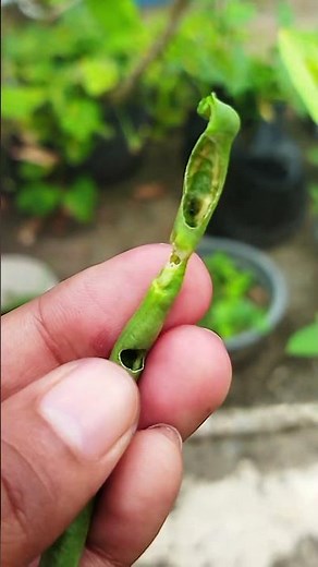 Strain Beans Pests 👾#shorts