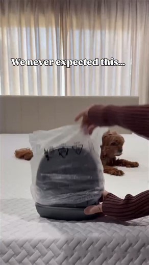 Julie Lancia • AMAZON HOME FINDS on Instagram: "✨Say goodbye to dust and allergens with this cordless robot vacuum. This is the definition of a game changer.✨ COMMENT LINK It uses UV light, smart sensors, and powerful suction to deep clean —all on its own! Perfect for keeping your bed and furniture clean. It’s even small enough to travel with you! Enjoy the convenience of zero work cleaning! #amazonhome #homeclean #healthyliving LinkDM *069*"