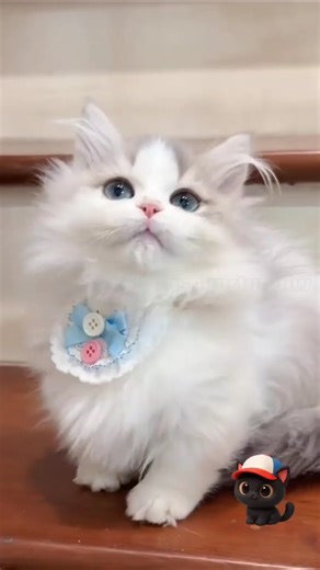 "Kittens Doing Funny Things!"|| #catlovers #cat #kitten #catshorts