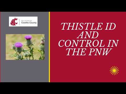 Thistle Identification and Control