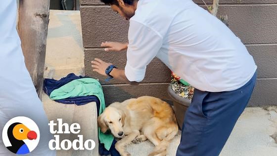 Group Of Friends Skips Class To Save Wounded Golden Retriever