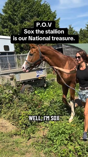 13K views · 911 reactions | Sox the stallion aka a brilliant poem written by a fan. Thankyou so much it’s is so fitting for him right now. #horses #stallion #sox #dragon #showjumping #equestrian #fyp | Tanya Tydeman | Facebook