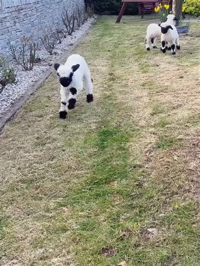 Baby Valais Blacknose Sheep Bouncing into Springtime #animalvideo #cuteanimals #babysheep #funnylamb #fyp #funnysheep #viraltiktok