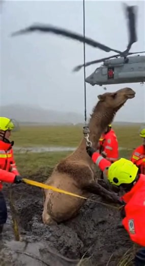 Saving a camel during the storm #animals #humanity #rescueefforts