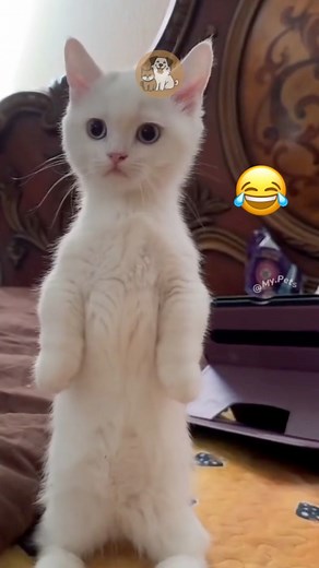 Robot Butler vs. Curious Cats: A Hilarious Encounter! #MyPetsie ___________________________________________ Follow @my.petsie For More Daily Videos 🔥❤️___________________________________________ ❤️ Double Tap If You Like This 🔔TurnOn Post Notifications 🏷️ Tag Your Friends ___________________________________________ Plz Dm for credit & removal 💬___________________________________________ Watch as our lifelike robot Cooks Food, much to the fascination of our curious cats! From stalking to play