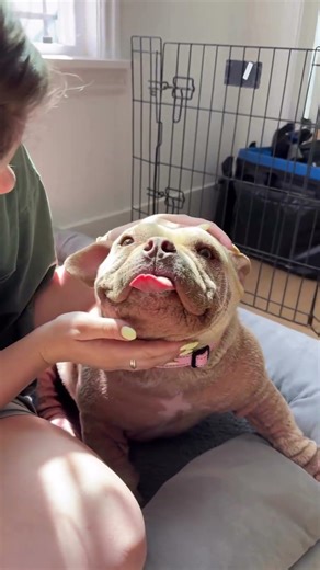 Two backyard breeding rescues need your help!