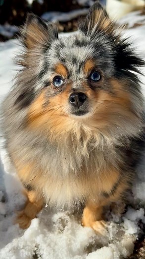 Goat herding Pomeranian 😎#pomeranian #goatherding #faintinggoats | Thea Vierstra