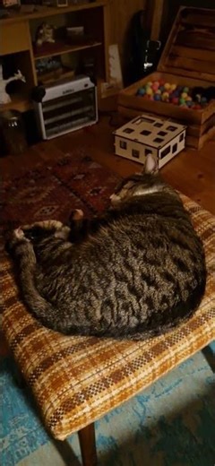 test cat connie (scheiß Algorithmus)