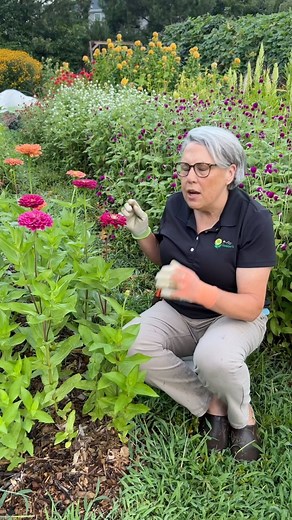 Where I make the cut on zinnias and most branching annuals. 😬 #zinnias #zinnia #flowerfarmer #gardenersworkshopfarm #cuttinggarden #gardenersofinstagram #iloveflowers | The Gardener's Workshop