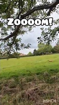 🐶Charli the Cockapoo’s Countryside Zoomies Adventure! 🐶🌾 #youtubeshorts #cockapoo #dogshorts