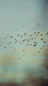 1.9K views · 36 reactions | Late season DUCKS! we’ve been quiet lately but make no mistake… we’re getting ours. | Dirty Bird Outfitters | Facebook