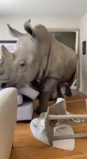 Rhino Rampage: Chaos Unleashed in a Suburban Home! 🦏💥