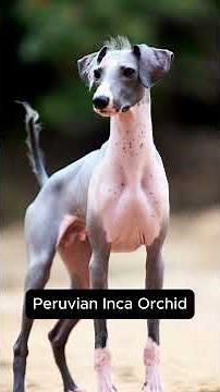 These Rare Dog Breeds Look Like ALIENS 👽 Top 5 You’ve Never Seen