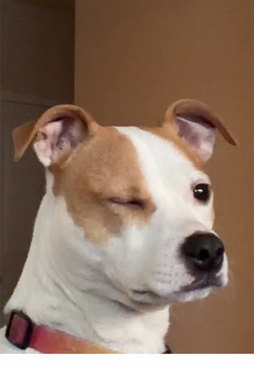 Dog Winks at Camera: A Heartwarming Moment