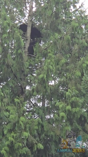 Two playful bear cubs climb and wrestle near the top of a 100-foot tree — a breathtaking and nerve-wracking sight from our balcony overlooking the forest. You can hear us quietly talking in the background as we watch, worried one might push the other just a little too far. Filmed in the backyard forests of Burke Mountain, Port Coquitlam, this video captures a rare moment of wild bear behavior right on the edge of home. #bears #wildlife #animals | AnimalJerks | Facebook
