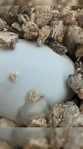 A turtle egg with a cracked shell. #healing #turtle #amazing #cute #shortvideo | GlitchFy