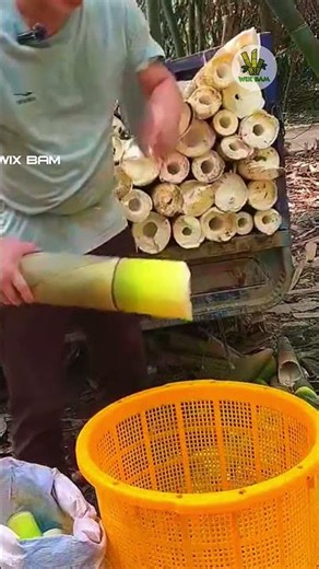 Cutting Bamboo Shoots