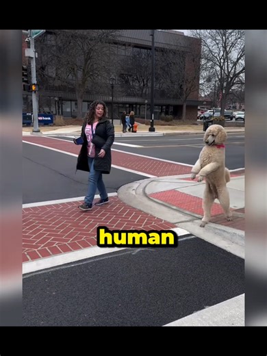 Dog Walks Like a Human: Unbelievable Canine Skills