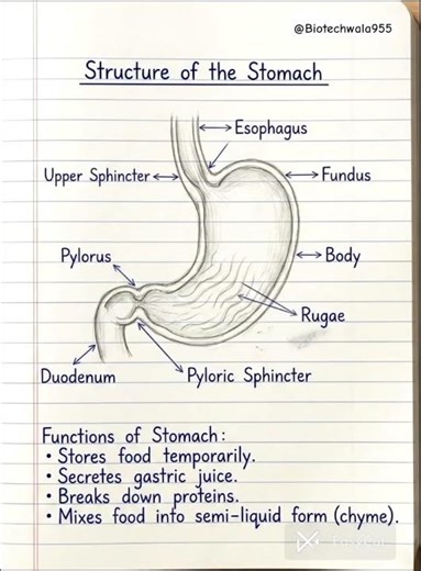 Structure of stomach. #new #viral #trending #shorts #video #shortsfeed #shortvideo #viralvideo #new