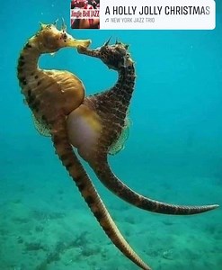 The exact moment when a female seahorse transfers her eggs to the male, who will incubate them until they hatch. #Seahorses are monogamous and among the animals that show love for their partner in the most tender ways At sunrise, they are so happy to see each other that they dance for over five minutes. With their tails intertwined, they greet each other with a "good morning," changing their colors to more vibrant shades. Throughout the day, they swim side by side, exchange affectionate gestures