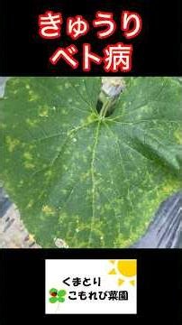 My cucumbers have a bad case of downy mildew, but I'm managing with emergency measures! #FarmingL...