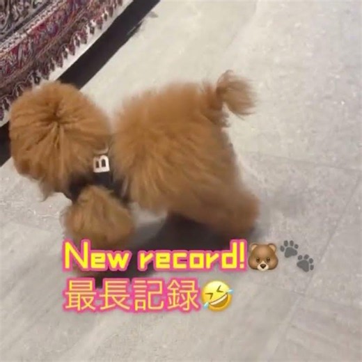 Big Body Boss is great at standing on two legs #kanachantv #BigBodyBoss #toypoodle