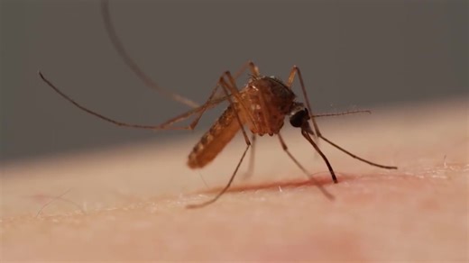Is Bakersfield getting a mosquito monsoon? Pest season coming early in 2026