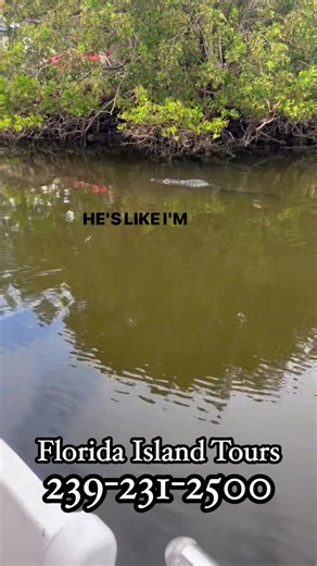 🐊 “Only with Florida Island Tours: Spot the rare scutes of Marco’s stealthiest locals — the🐊alligator!” #floridaislandtours #scutes #marcoisland #alligator Florida Island Tours 239-231-2500☎️ | Florida Island Tours
