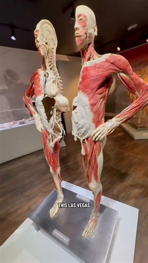 Real Bodies inside Horseshoe Las Vegas is celebrating 10 years on the Strip. This walk through attraction is an educational exploration of the human body, and a philosophical look at life and death. Real Bodies feels less like medical lab or sterile museum and more like an https://t.co/FOyoApnL5y