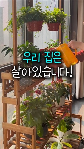 대형화분진열대~ 이거하나로 우리집 모든 화분정리가 다 끝나요! ^^*