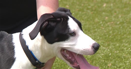 Dozens of pets brought in to Animal Humane Society over the weekend
